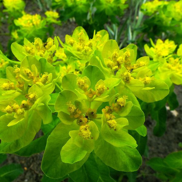 Euphorbia pilosa 花