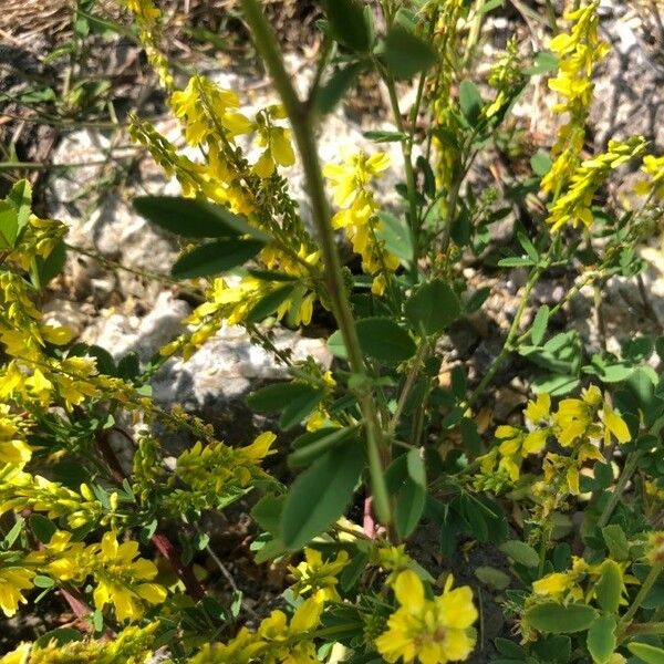 Melilotus officinalis Blatt