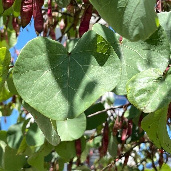 Cercis griffithii Φύλλο