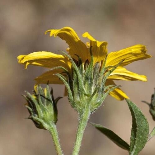 Aldama cordifolia Flor