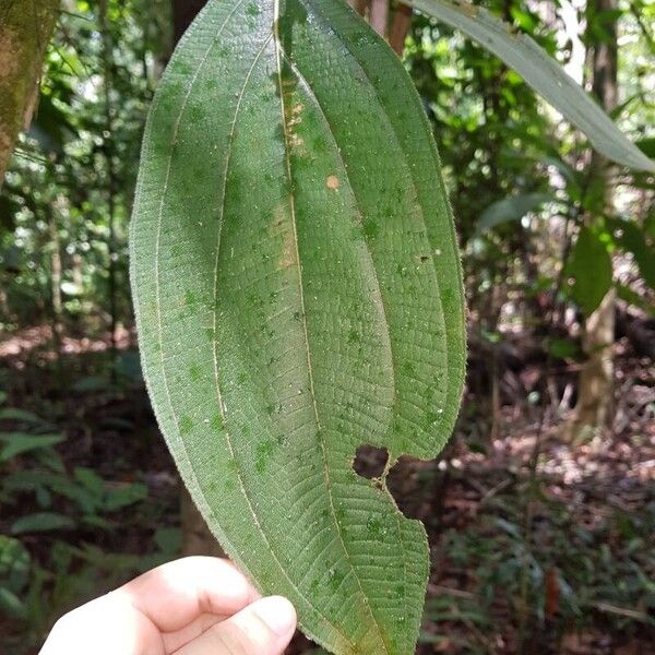 Miconia nervosa Blatt