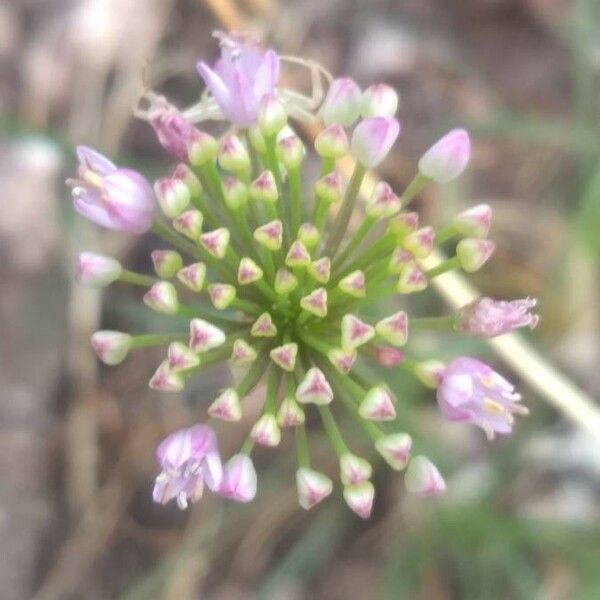 Allium senescens Blomst