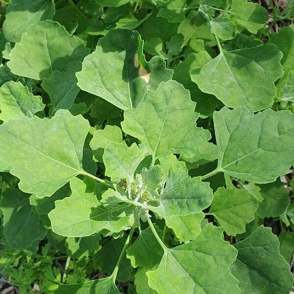 Chenopodium quinoa Leaf