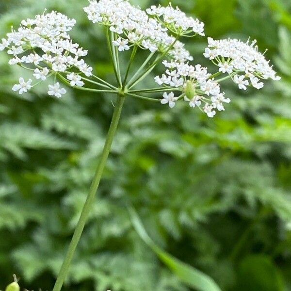 Pimpinella major Fiore