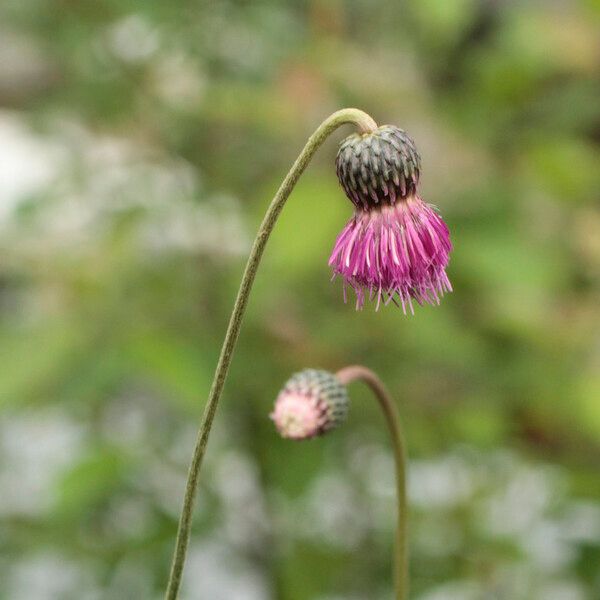 Cirsium monspessulanum फूल