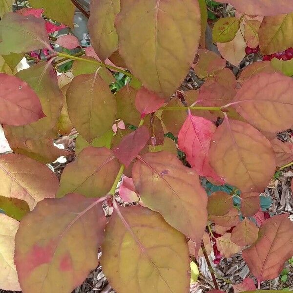 Euonymus latifolius Leaf