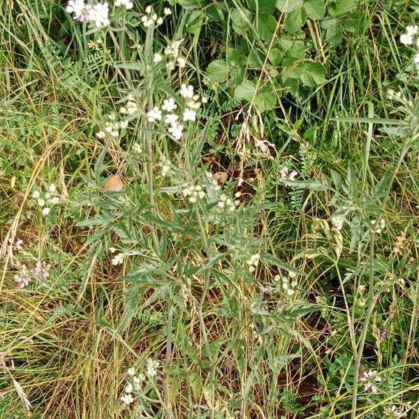 Torilis arvensis Blatt