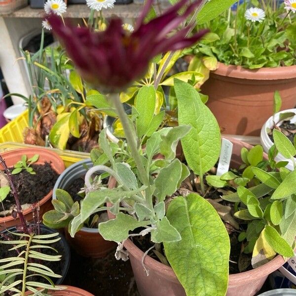 Arctotis stoechadifolia Flower