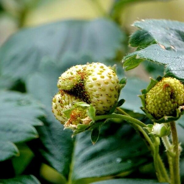 Fragaria × ananassa Diğer