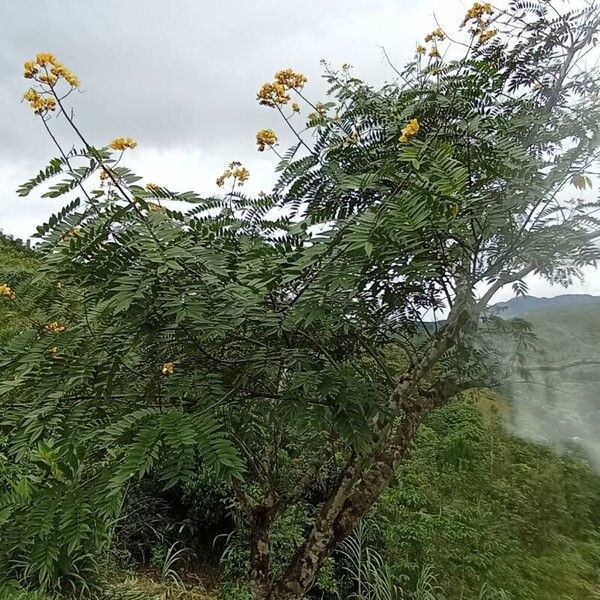 Senna spectabilis Alkat (teljes növény)