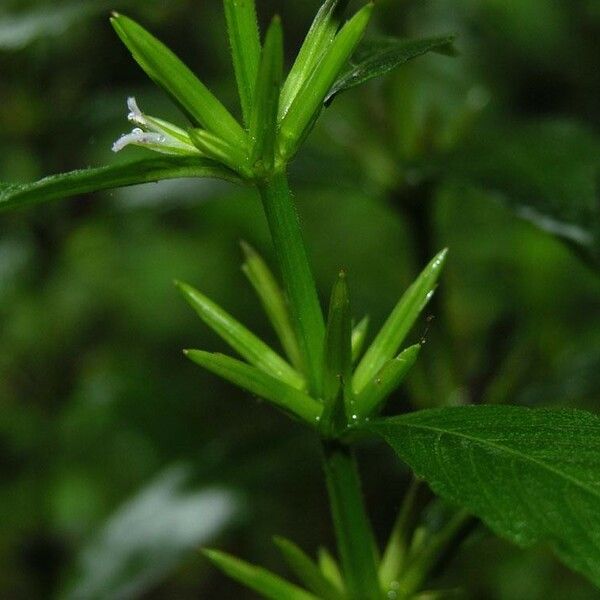 Hygrophila costata Кора