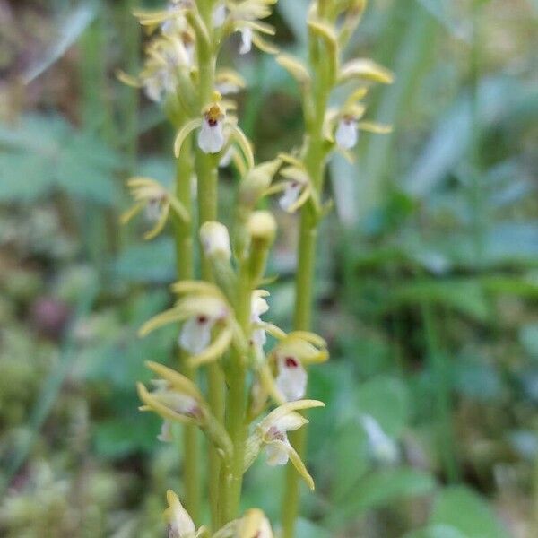 Corallorhiza trifida Blomst