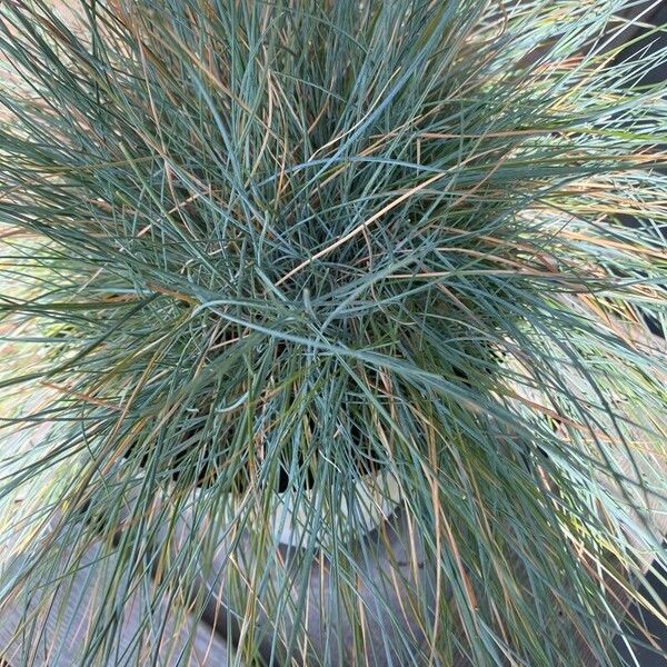 Festuca glauca Blad