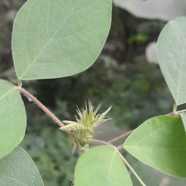 Desmodium tortuosum ഇല