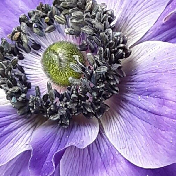 Anemone coronaria 花