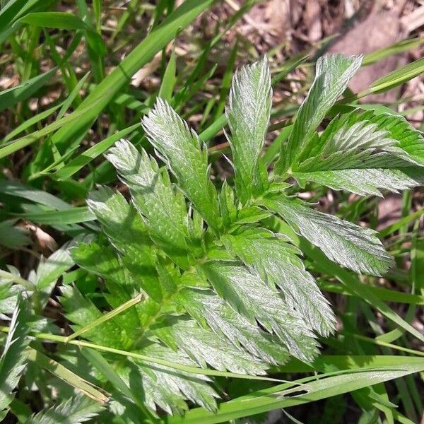 Argentina anserina Leaf