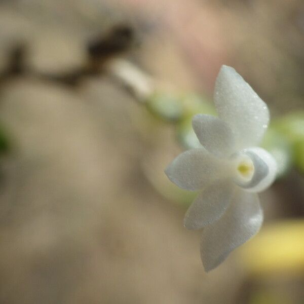 Angraecum distichum Λουλούδι