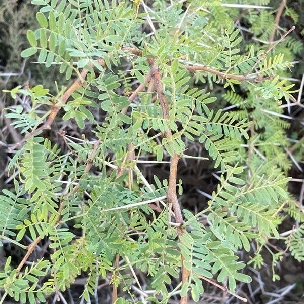 Acacia karroo Leaf