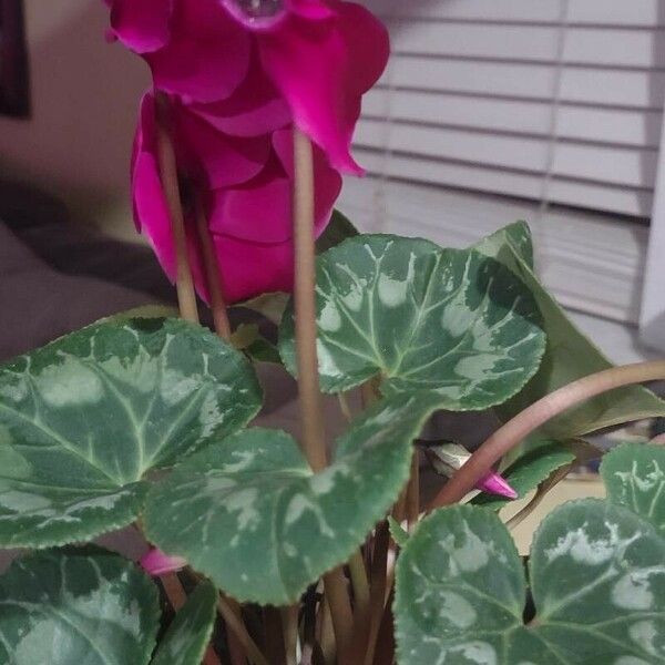 Cyclamen persicum Flower