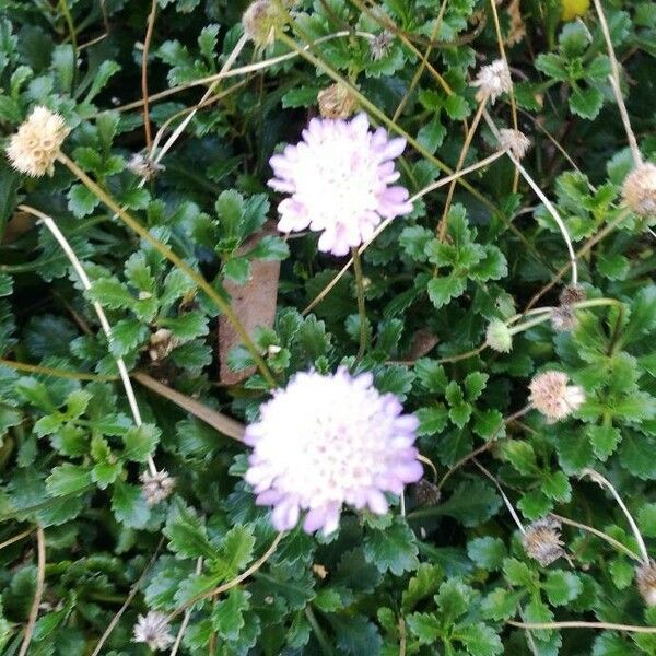 Scabiosa lucida Blomst