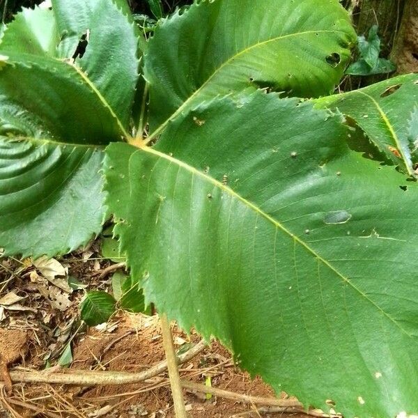 Myrianthus arboreus Blad