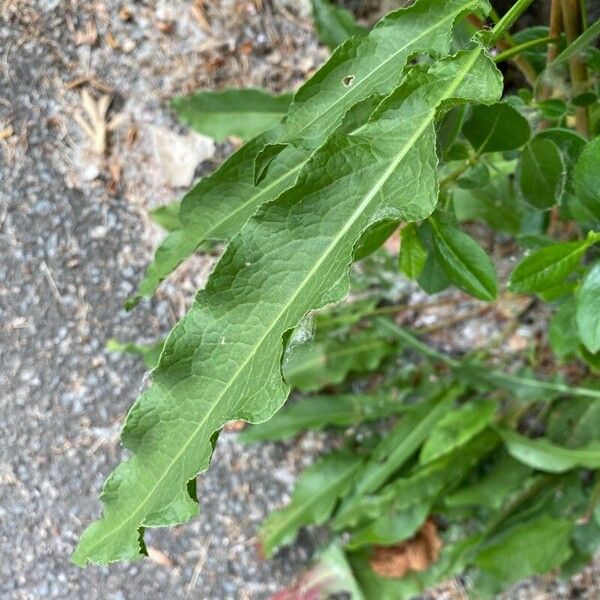 Rumex crispus Lapas