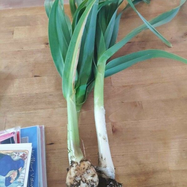 Allium polyanthum Leaf