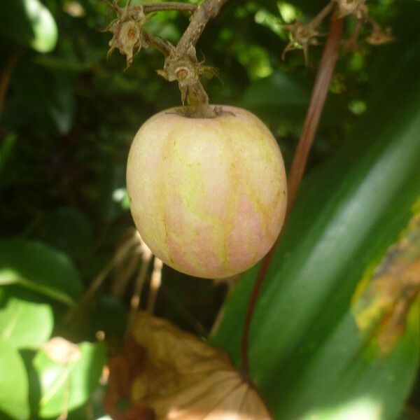 Annona glabra ഫലം