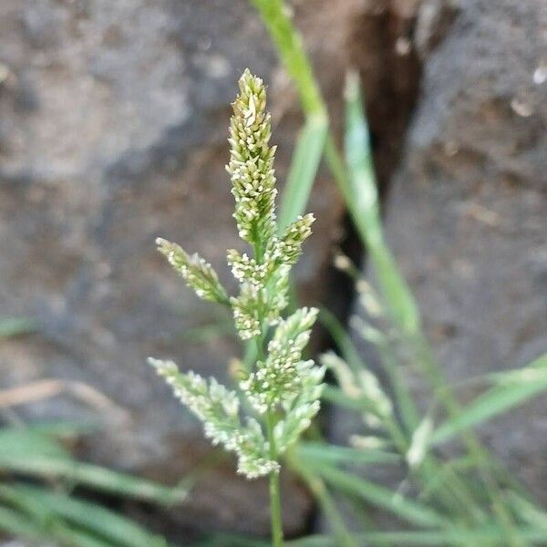 Polypogon viridis Flor