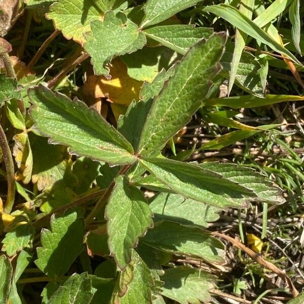 Potentilla grandiflora Leaf