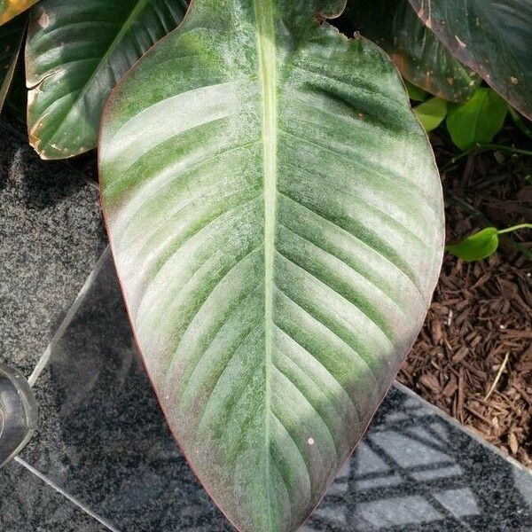 Philodendron erubescens Blatt