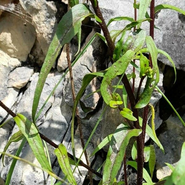 Buphthalmum salicifolium ഇല