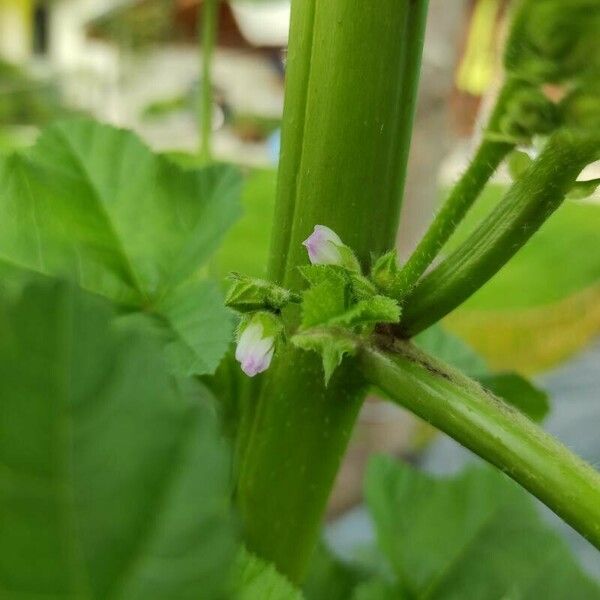 Malva verticillata Cvet