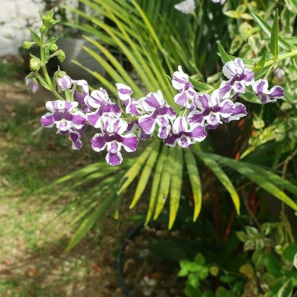 Angelonia biflora Çiçek