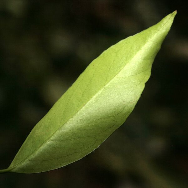 Maytenus floribunda ഇല