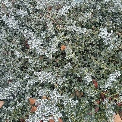 Ceanothus thyrsiflorus Habitat