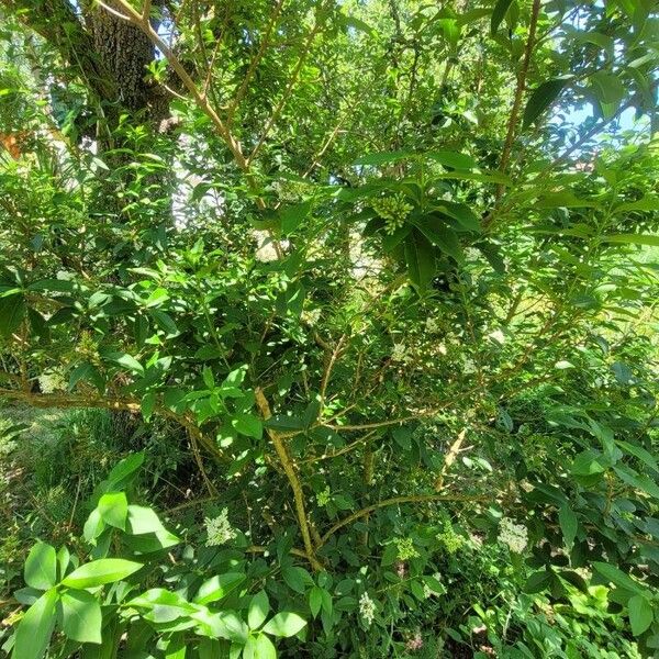 Ligustrum ovalifolium عادت داشتن