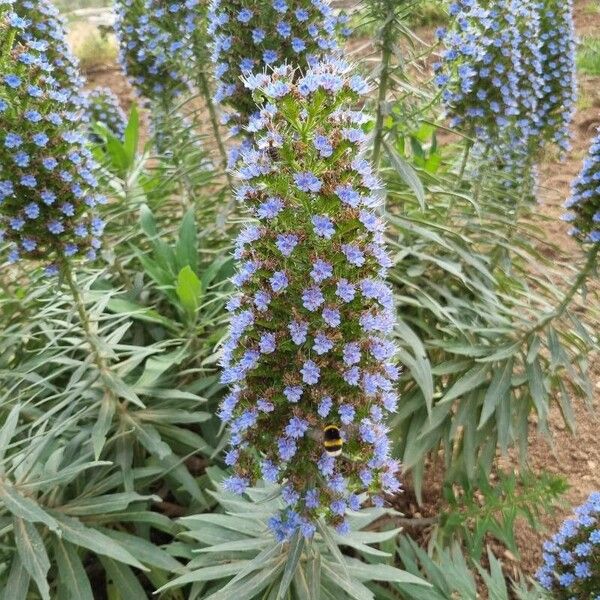 Echium candicans Blomma