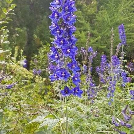 Delphinium elatum Хабит