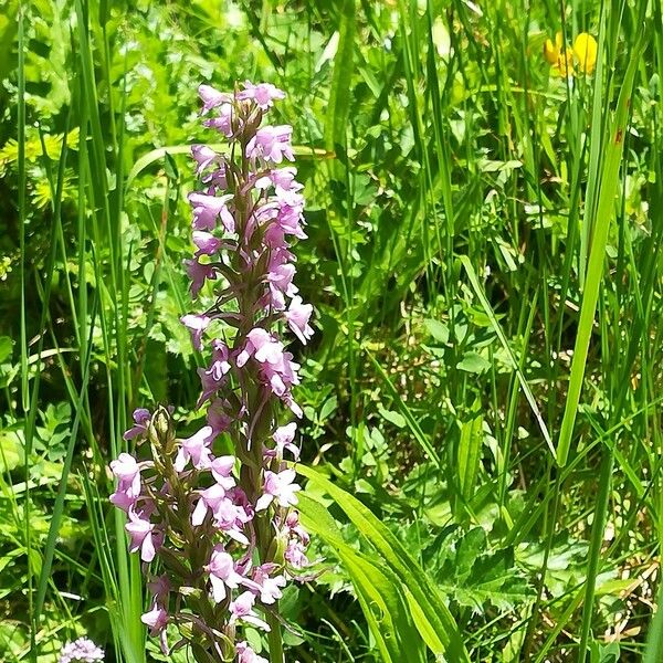 Gymnadenia conopsea Flors