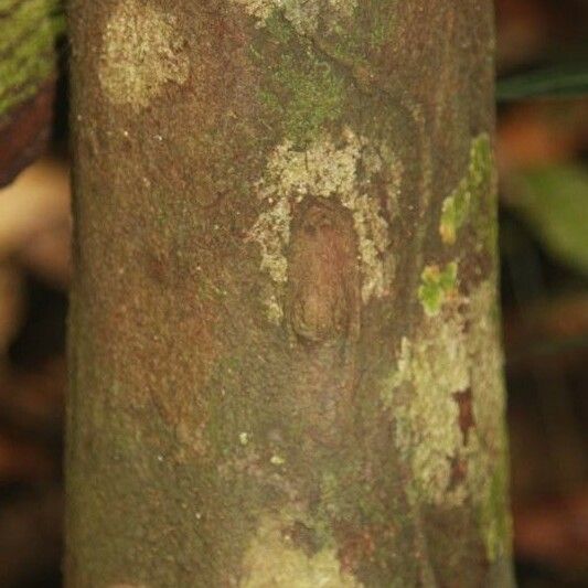 Iryanthera hostmannii Bark