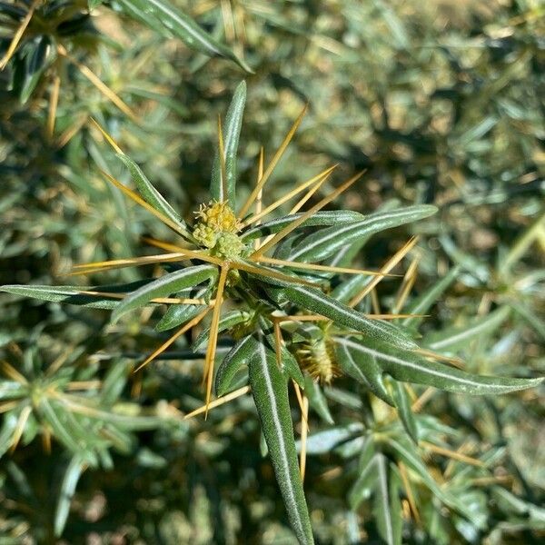 Xanthium spinosum Fiore