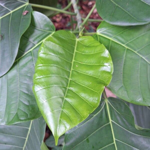 Ficus bubu Hostoa