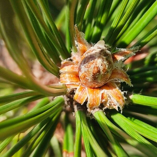 Pinus muricata Листок