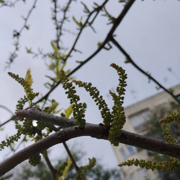 Gleditsia triacanthos Floare