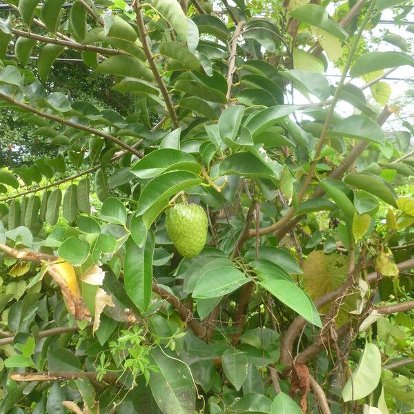 Annona glabra Облик