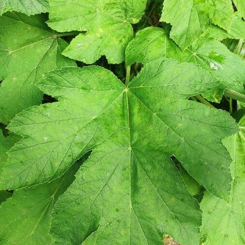 Heracleum maximum Leaf