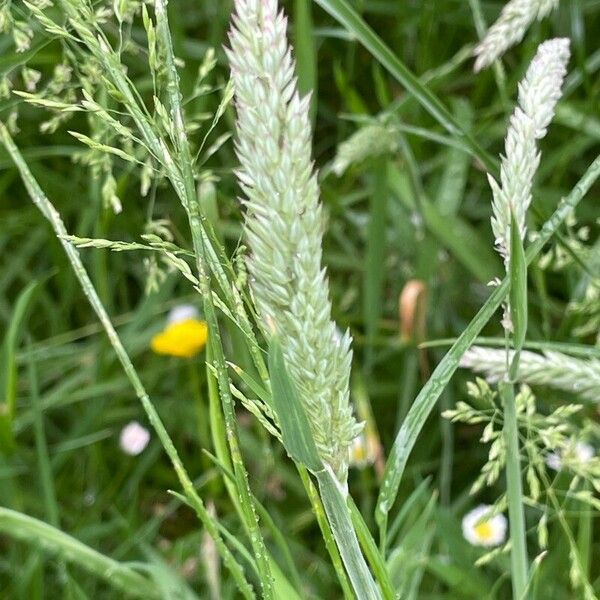 Holcus lanatus Flower