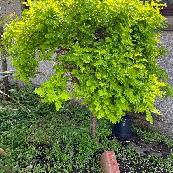 Caragana arborescens Habitus