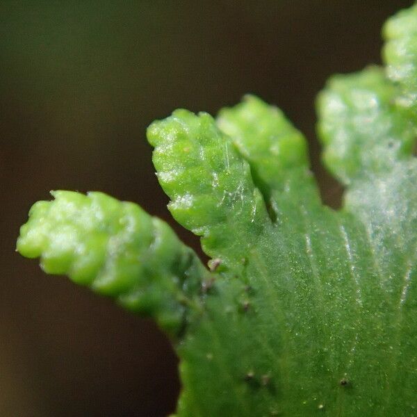 Lygodium microphyllum Folio